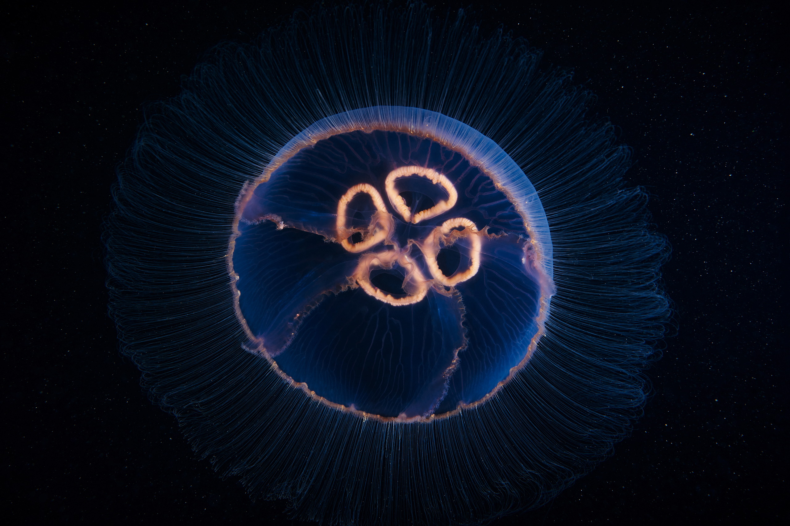 Scyphozoan jellyfish – Moon jellyfish – Aurelia aurita 03