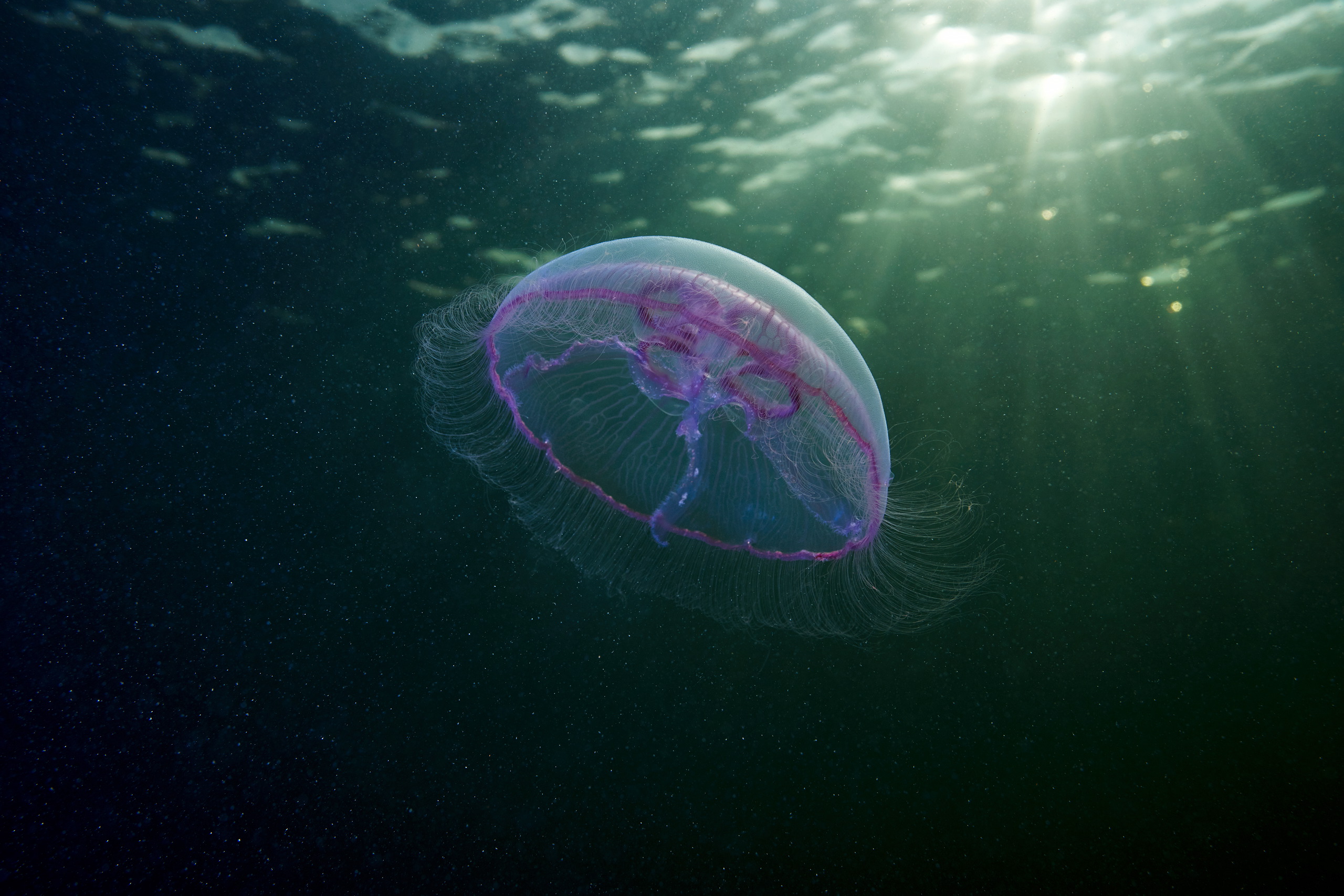 Scyphozoan jellyfish – Moon jellyfish – Aurelia aurita 05