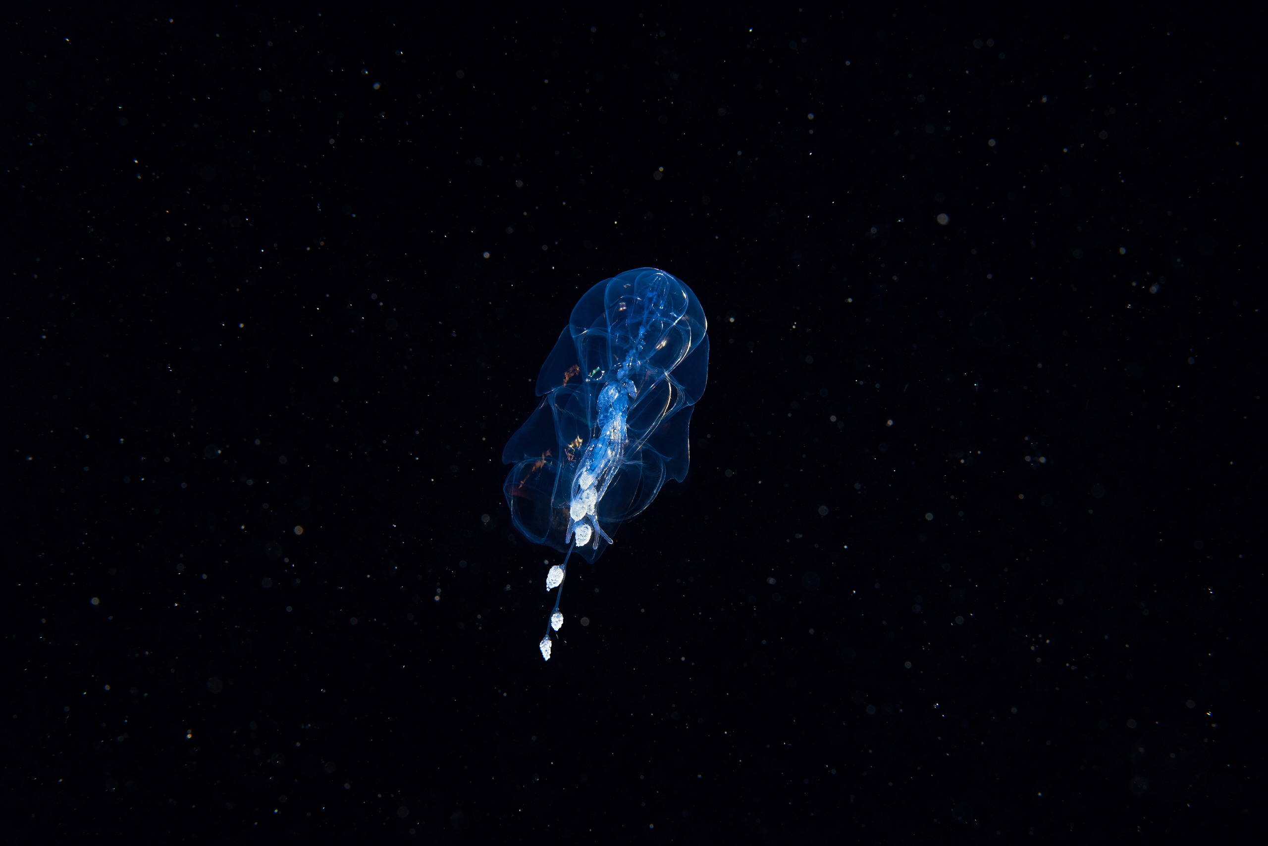 Siphonophore unidentified 3