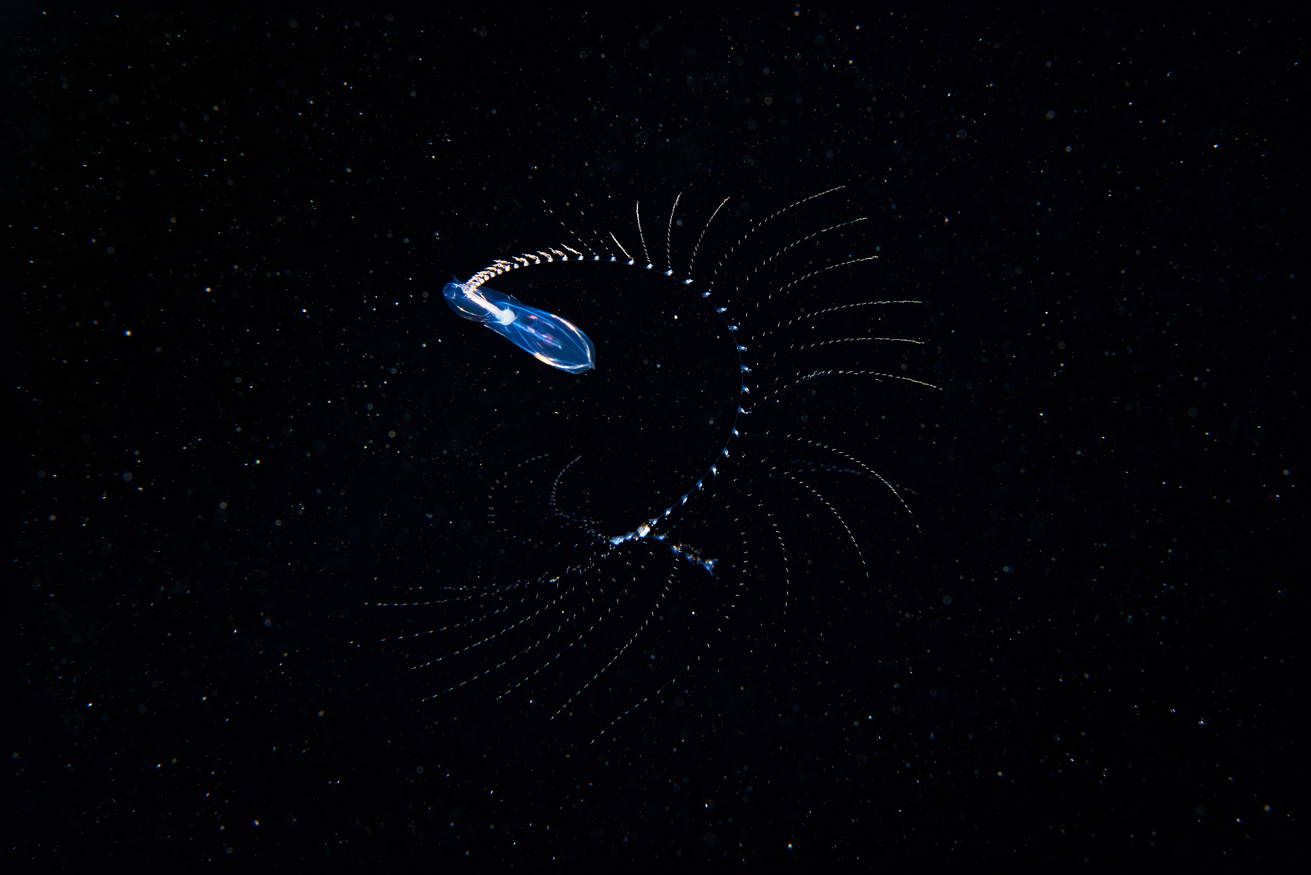 Siphonophore unidentified 6