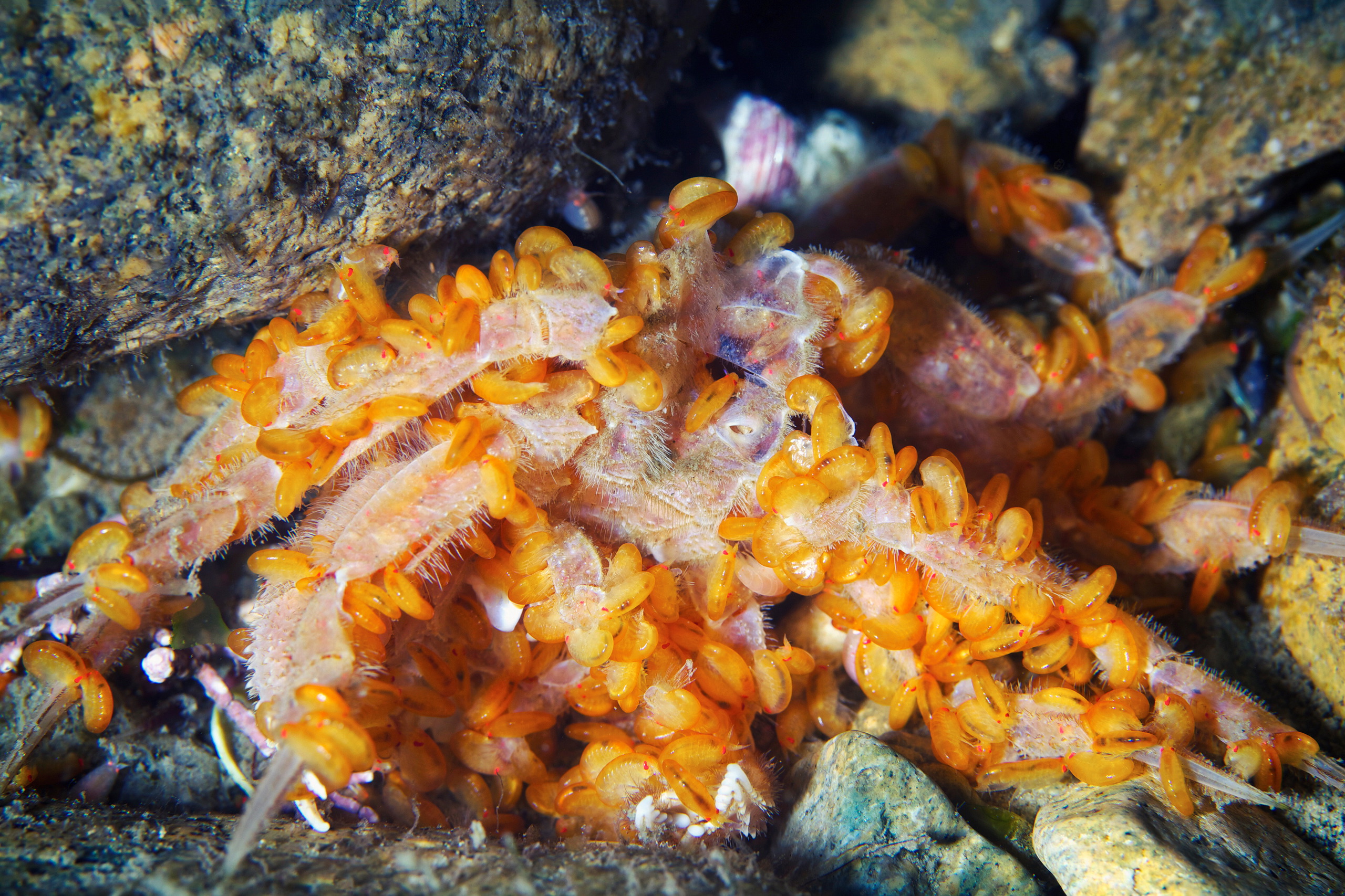 Amphipoda – Anonyx nugax feeding dead crab