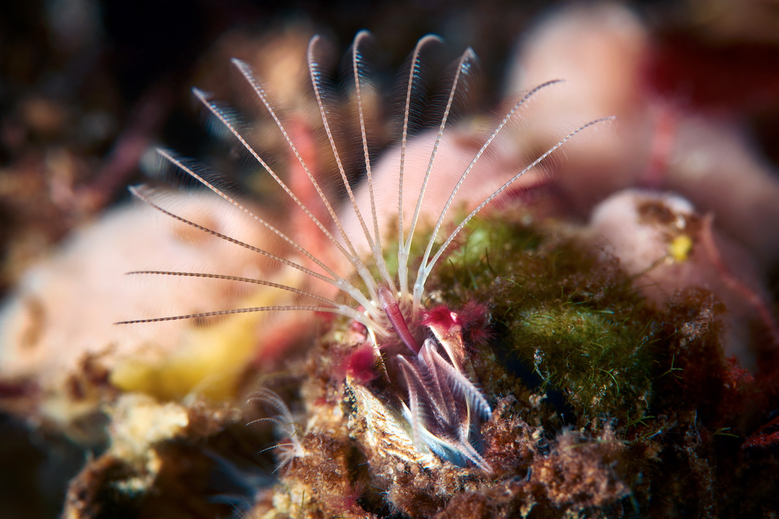 Crustacea – Cirripedia – Sea barnacle – Balanus balanus