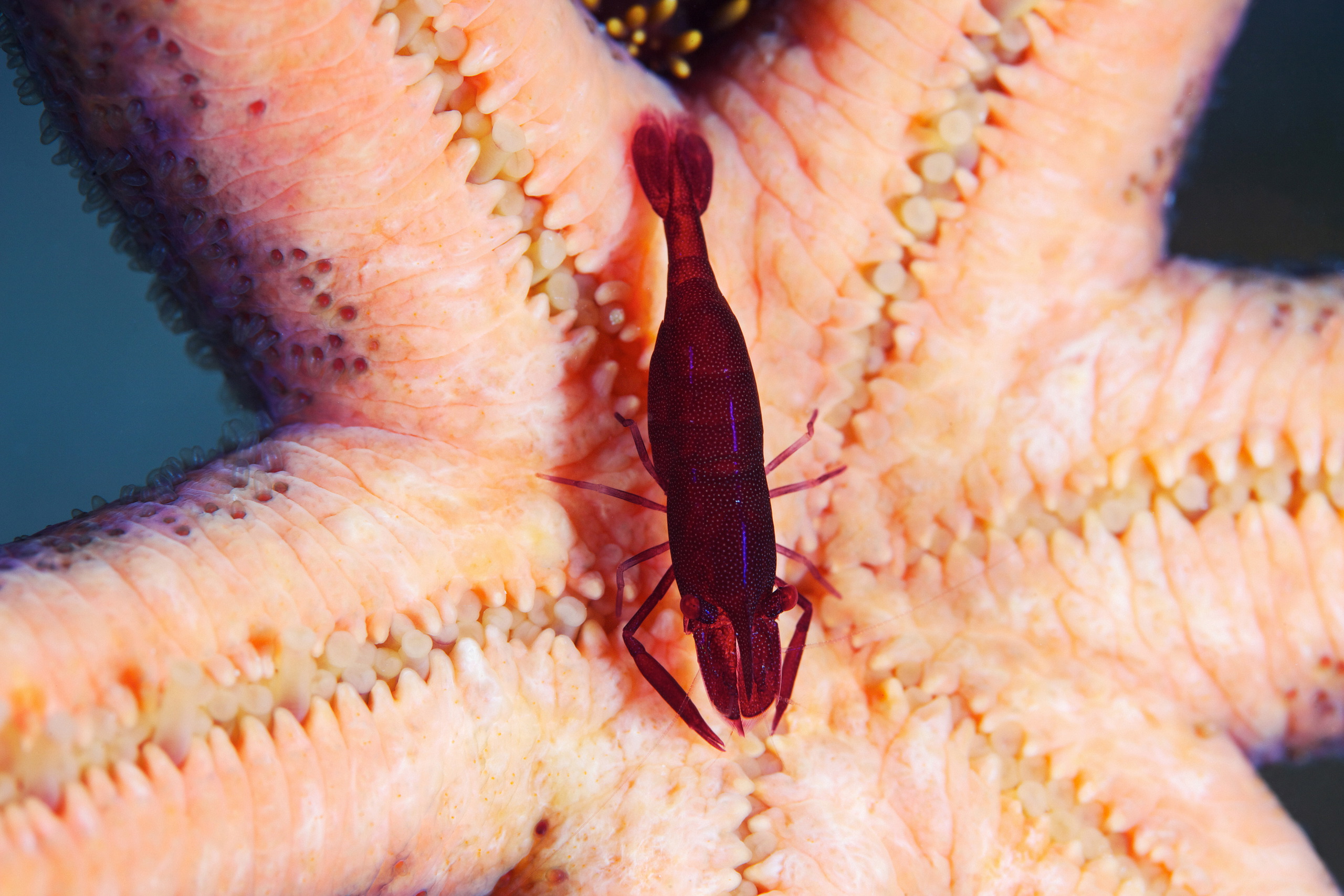 Crustacea – Shrimp on the starfish
