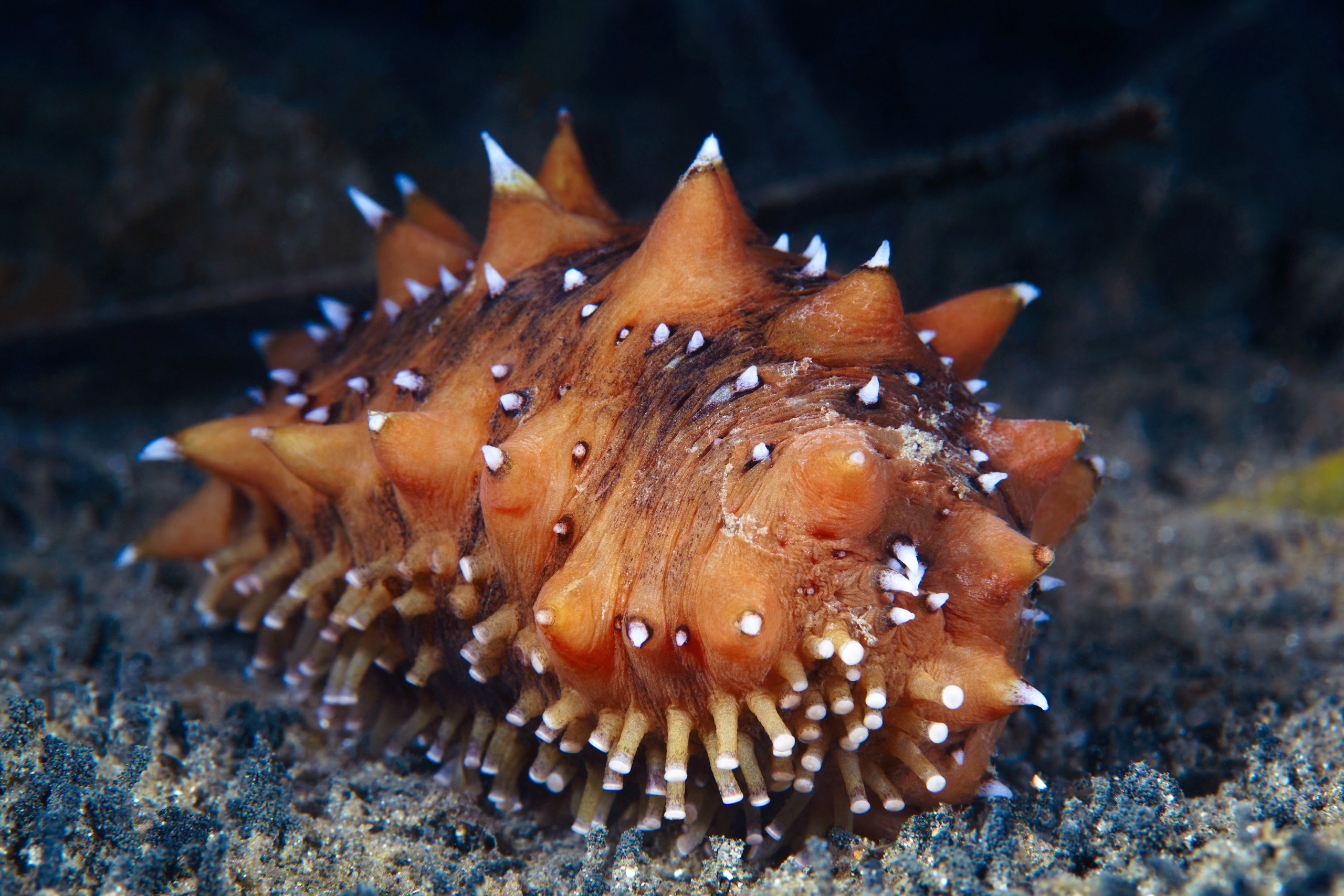 Echinodermata – Sea cucumber – Apostichopus japonicus