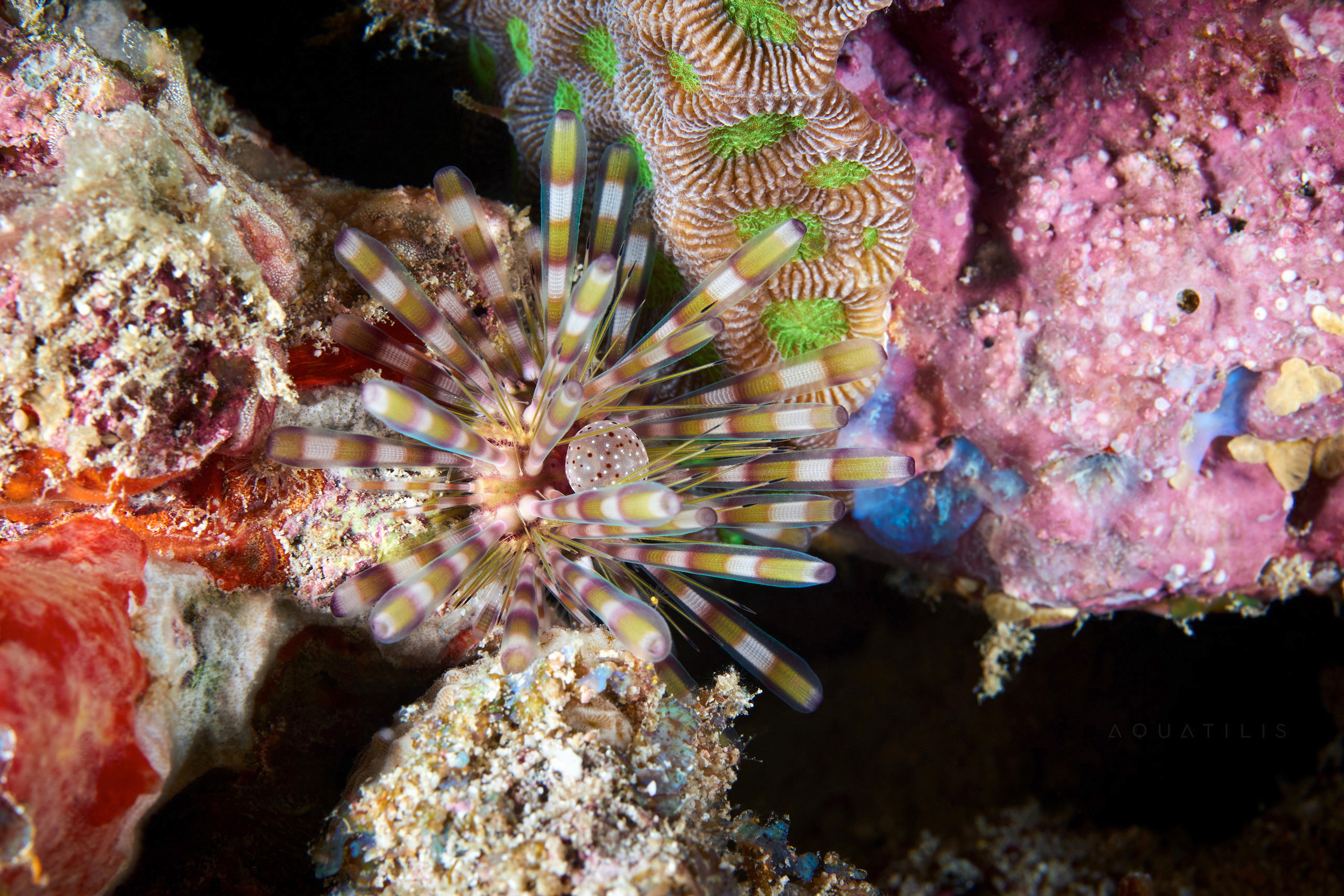 Echinothrix calamaris 3