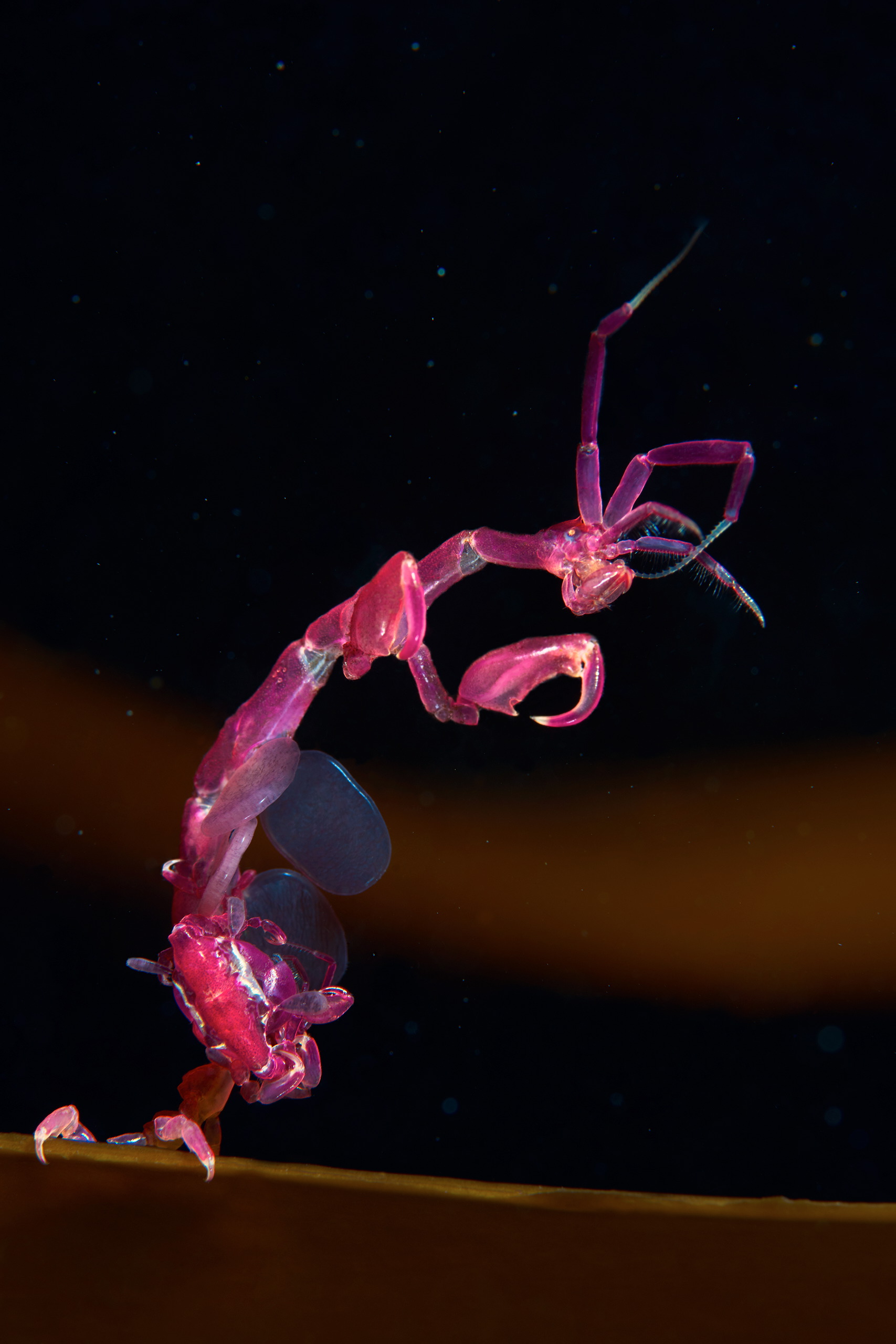 Skeleton shrimp – Caprella septentrionalis
