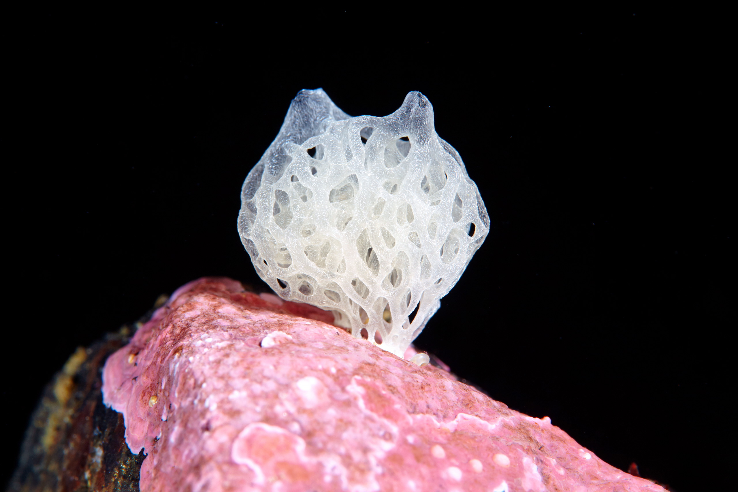 Sponge – Guancha arnesenae