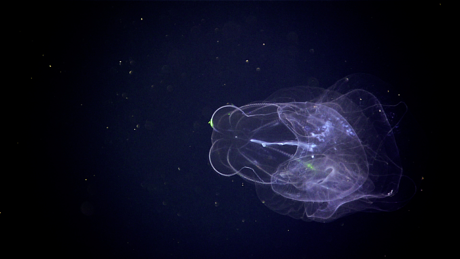 A transparent lobed comb jelly suspended in dark ocean water