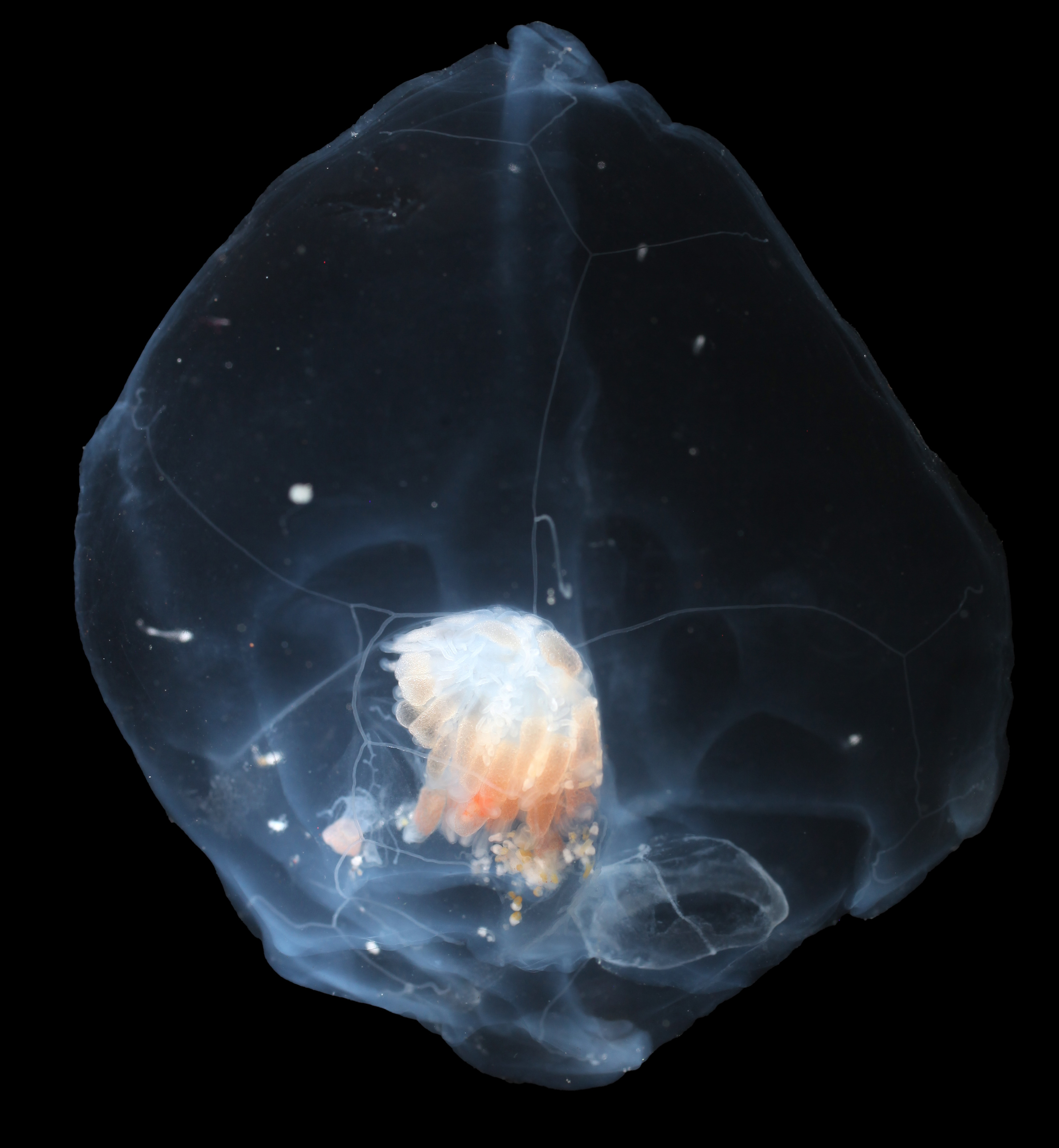 Nectadamas diomedeae, a siphonophore collected during the Gulf of Alaska pelagic biodiversity expedition.