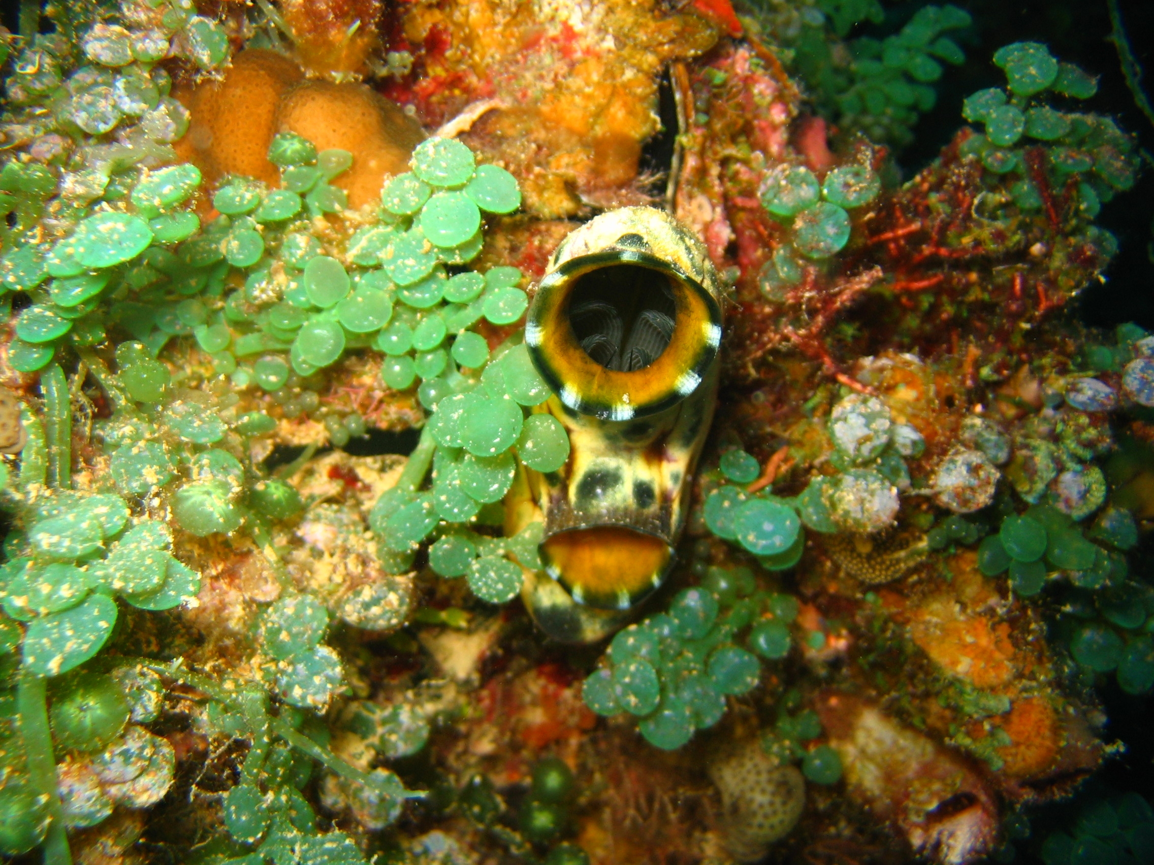 A tunicate photographed at Chuuk, Federated States of Micronesia, September 2006. This individual is not identified to species here.